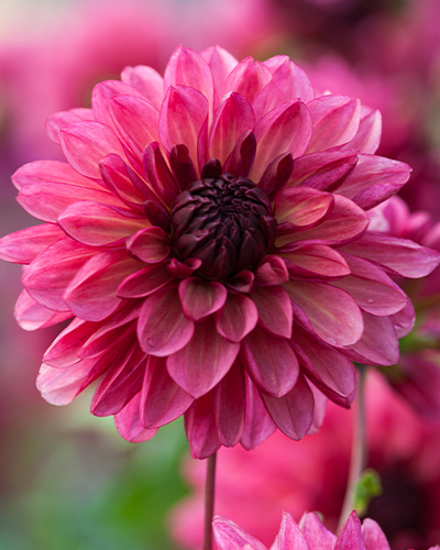 DÁLIA (GEORGÍNA) BACARDI 10 kusov